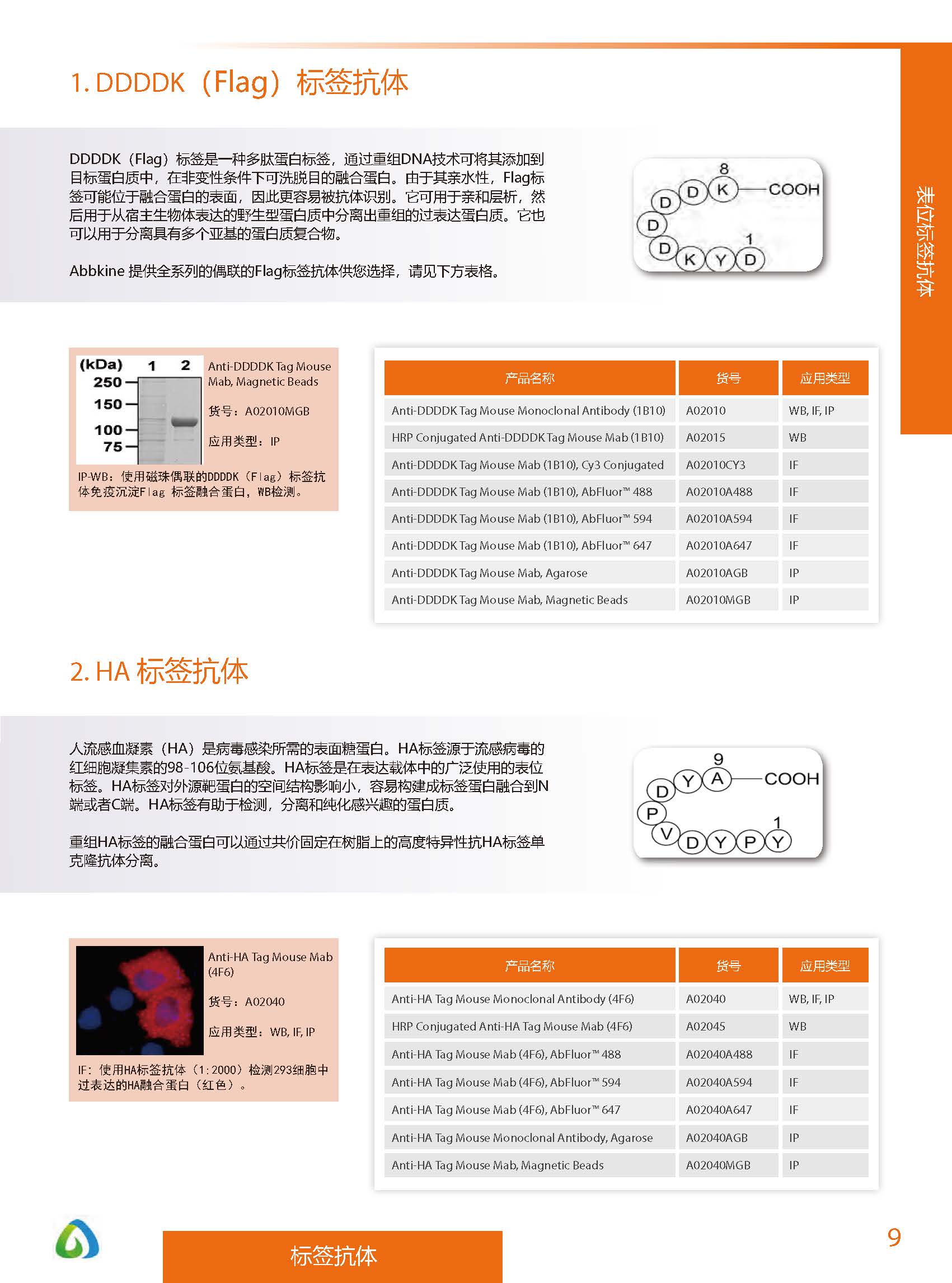 內參抗體與標簽抗體產品線-產品手冊