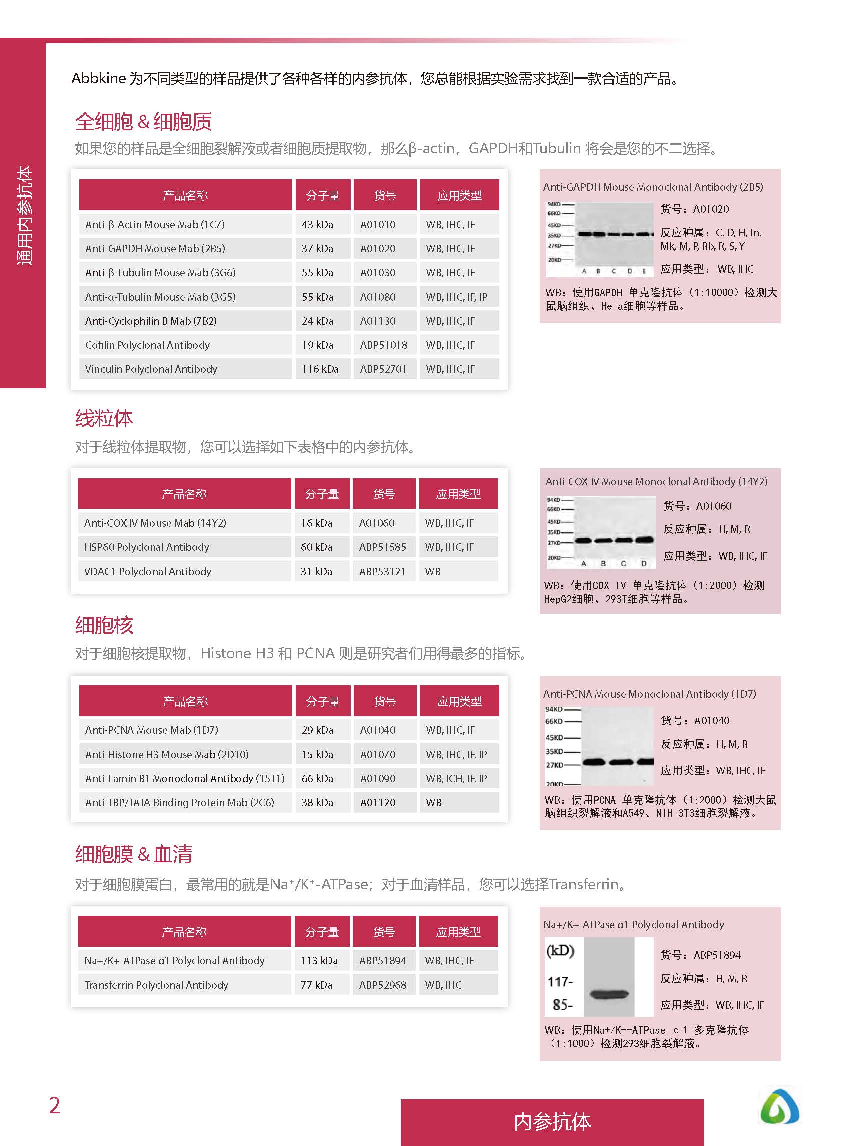 內參抗體與標簽抗體產品線-產品手冊