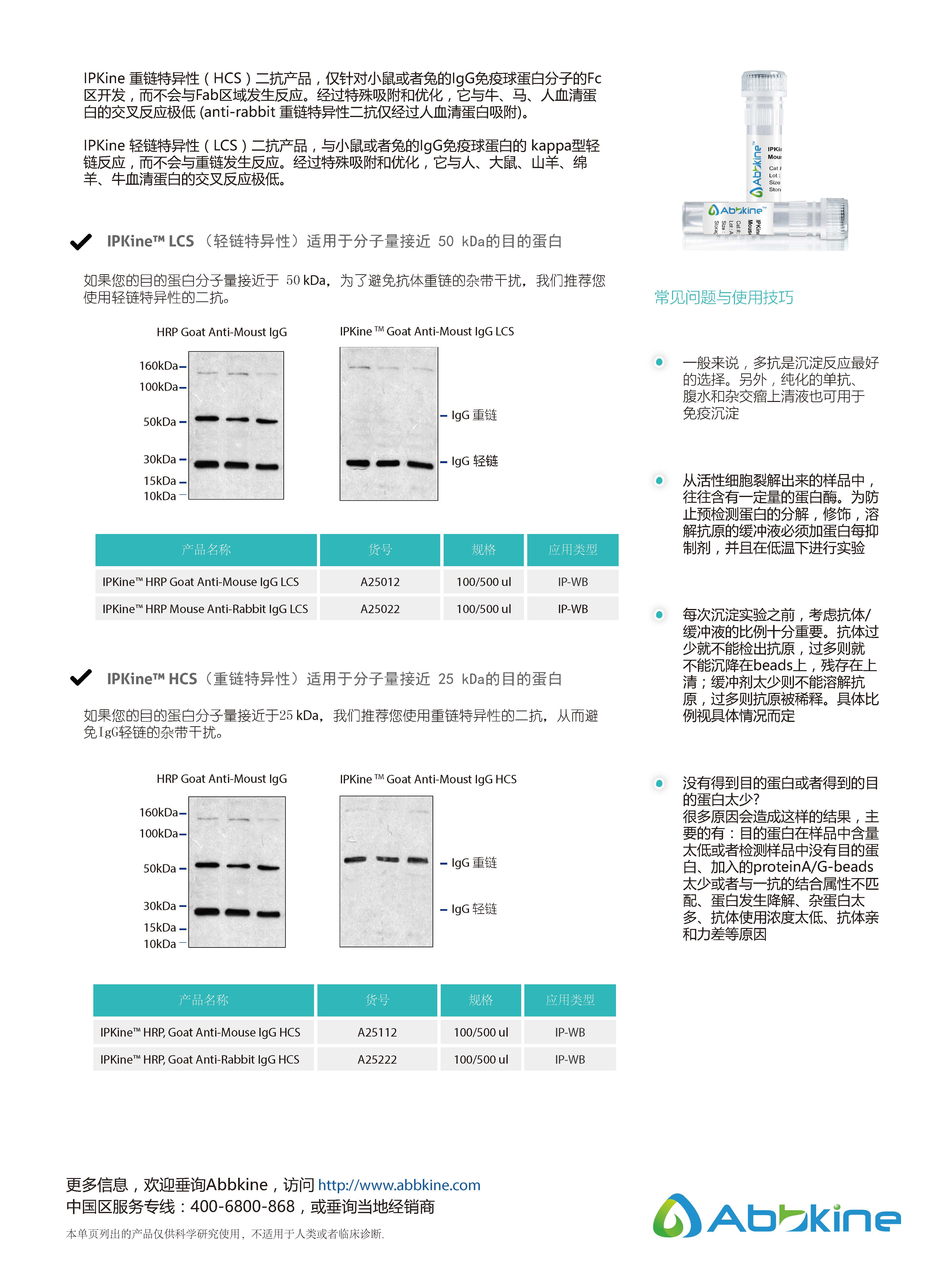 免疫沉淀驗證專用二抗：IPKine&trade; 系列二抗-產品手冊